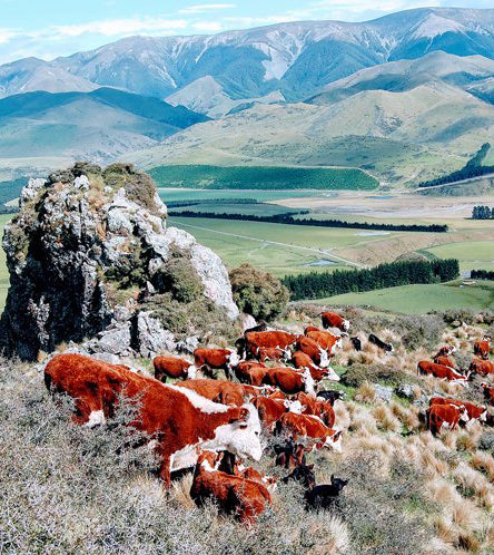 Beef bone broth made from grass-fed cows raised in New Zealand's pristine, chemical-free conditions, promoting gut health, aiding digestion, and supporting joint, skin, and hair health with collagen and essential nutrients.