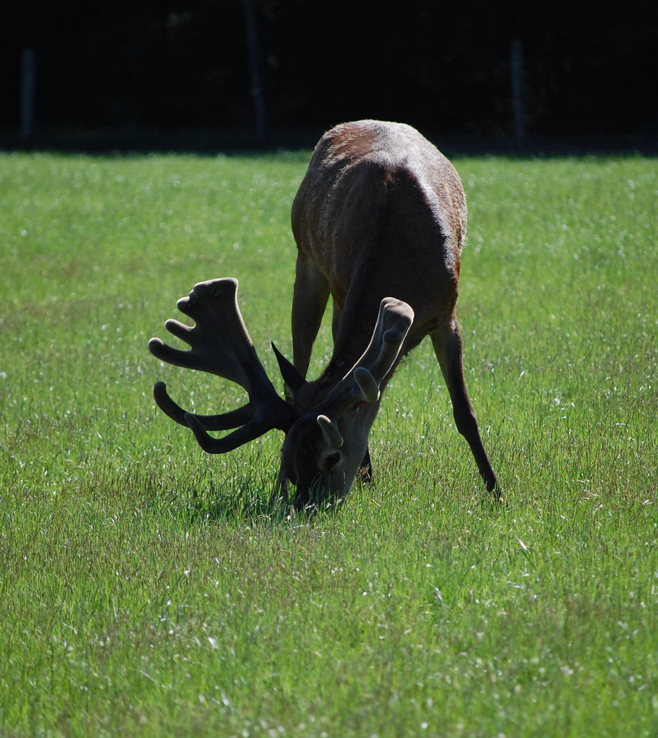 Red deer raised on our high country farm in the South Island of New Zealand enjoy minimal human interference, optimal weather and an entirely chemical free existence. Each year we remove then antlers under the supervision of a specialist veterinarian to ensure minimal discomfort to the deer. After the removal is done, they simply return to their fields and their pack.