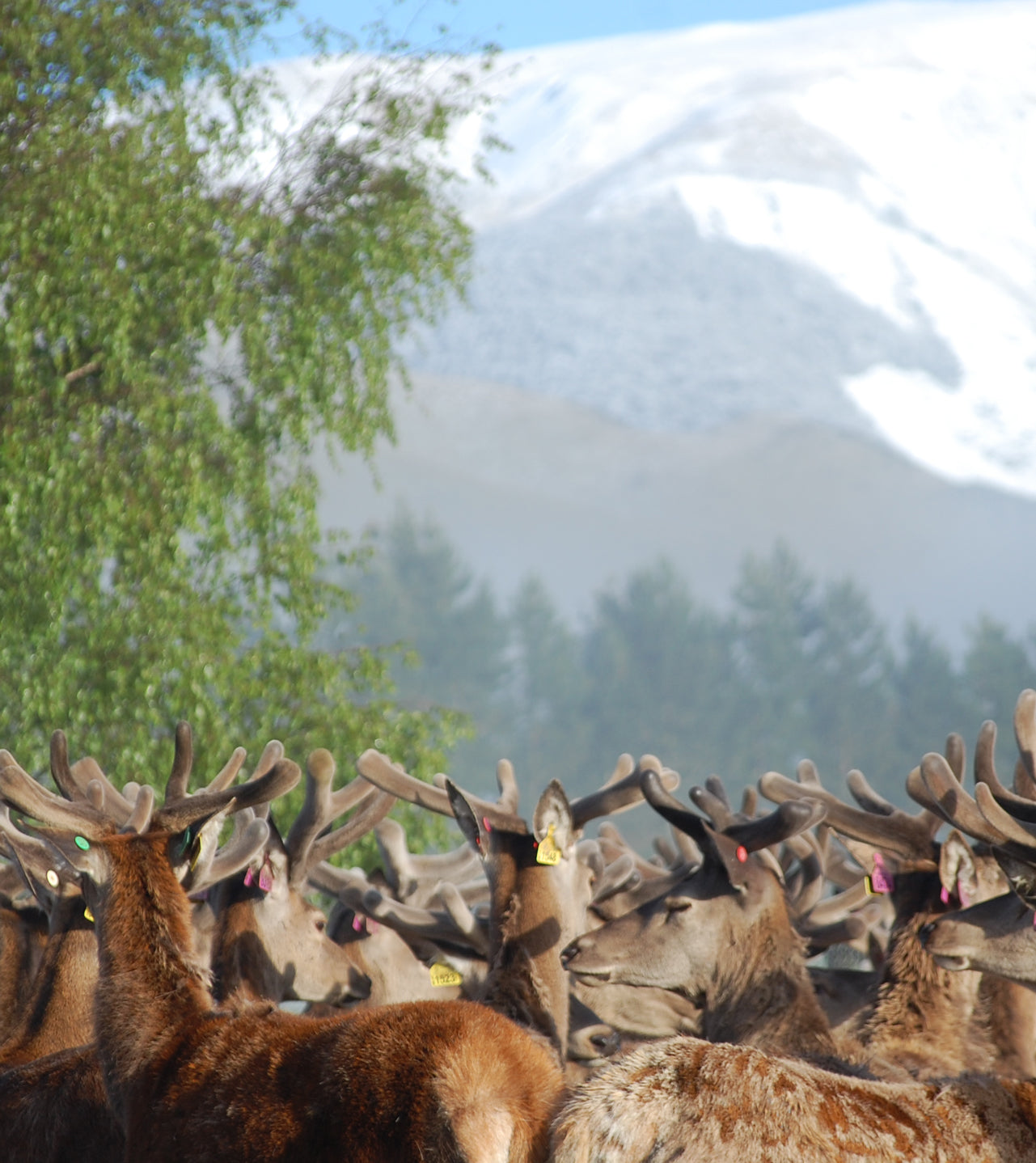 Deer on our high country ranch in New Zealand's South Island, raised for exceptional deer velvet with high IGF-1 potency. Our deer enjoy a pure, chemical-free environment with minimal human intervention, exceeding the highest ethical standards for antler removal.