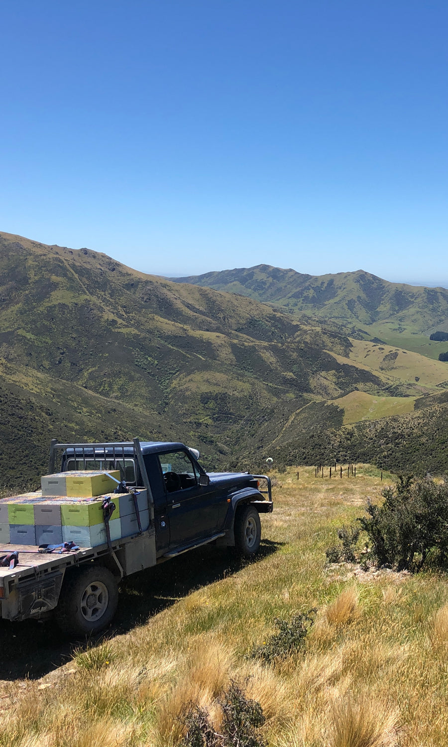 New Zealand beef bone broth is recognized as the world's best because of the pristine conditions the cows are raised in. The abundance of grass, clean water and the absence of chemicals, hormones or antibiotics as well as New Zealand's strict animal welfare regulations all contribute to its premium beef bone broth.